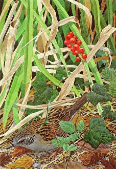 Sparrow: HEDGE SPARROW (GILLMOR)