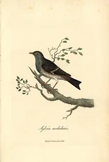 Prunella: Hedge warbler or dunnock, Prunella modularis