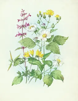 Trefoil: Hedge woundwort, dewberry, etc