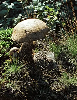Hedgehog: Hedgehog, 1968