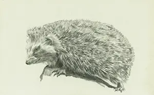 Sheppard: A hedgehog