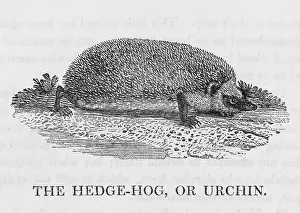 Erinaceus: HEDGEHOG (BEWICK)