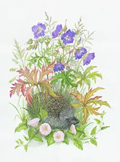 Bovey: Hedgehog with Bindweed and Meadow Cranesbill
