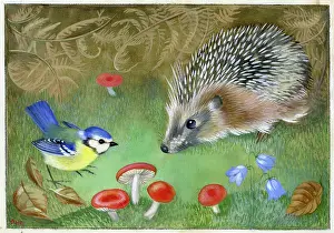 Hedgehog: Hedgehog and blue tit with toadstools