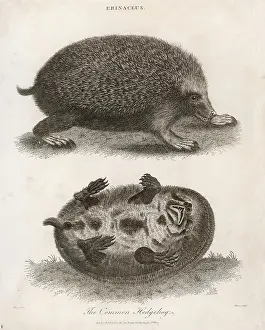 Erinaceus: HEDGEHOG / COMMON 1803