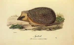 Sometimes: Hedgehog, Erinaceus europaeus