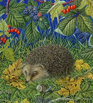Brambles: Hedgehog in Grass with Snail