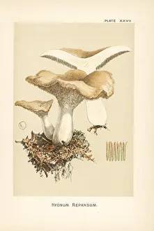 Mycology: Hedgehog mushroom, Hydnum repandum