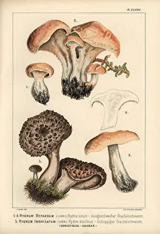 Krause: Hedgehog mushroom, Hydnum repandum, and scaly