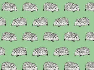 Hedgehogs: Hedgehog pattern