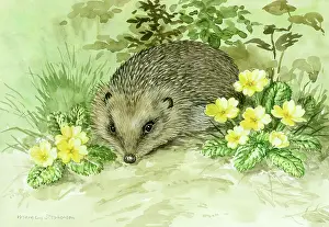 Hedgehogs: Hedgehog and Primroses
