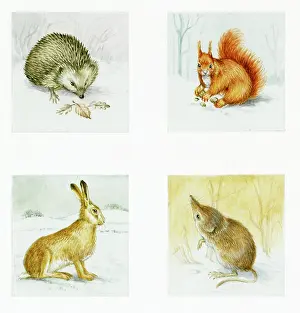 Shrew: Hedgehog, squirrel, hare and shrew