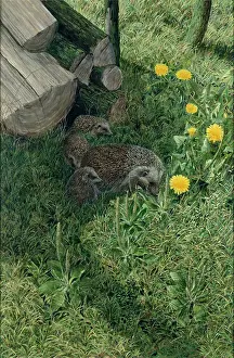 Hedgehogs: Hedgehogs