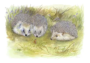 Hedgehogs: Three hedgehogs with bluebells and a butterfly