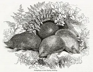 Hedgehogs: Hedgehogs (Erinaceus europaeus) in the spring