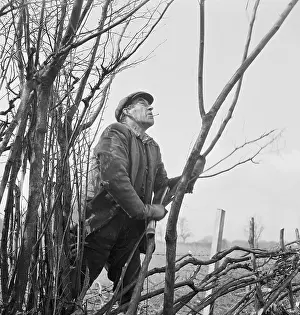 Hedger: Hedger At Work
