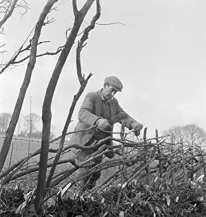 Hedger: Hedger At Work