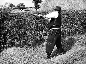 Yokel: HEDGER AT WORK
