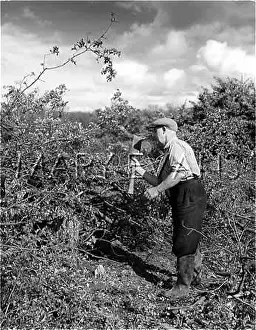 Hedger: HEDGER AT WORK