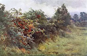 Hedgerow: HEDGEROW WITH BERRIES
