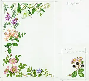 Blackberry: Hedgerow - bindweed, tufted vetch, dog rose