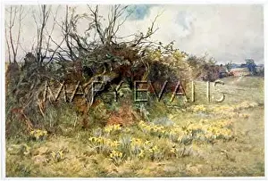 Hedgerow: HEDGEROW WITH DAFFODILS