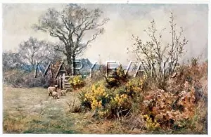 Boughs: HEDGEROW OF SHEEPFIELD