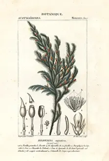 Maxima: Hedwigia aquatica moss