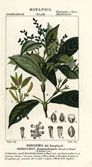 Nettle: Hedyosmum bonplandianum