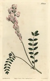 Subsp: Hedysarum spinosissimum subsp. capitatum