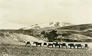 Ponies: Hekla (volcano) and a pony train, Iceland