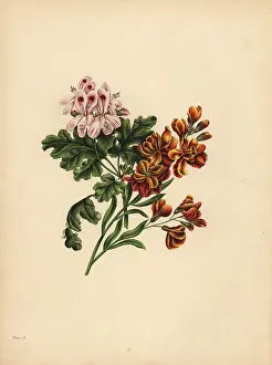 Wallflower: The Helen Geranium, Preference; The Garden