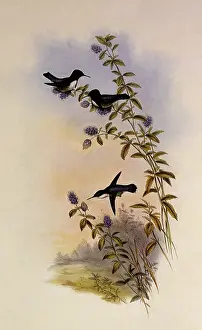 Helenas: Helena's Calypte, Calypte Helen...ae