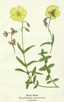 Helianthemum: HELIANTHEMUM CHAMAECIST