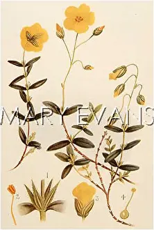 Helianthemum: HELIANTHEMUM VULGARE