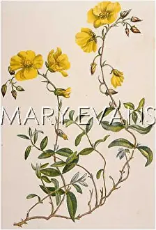 Helianthemum: HELIANTHEMUM VULGARE