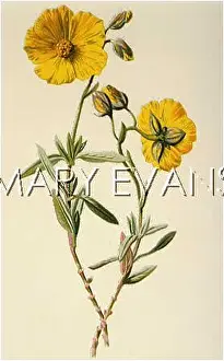 Helianthemum: HELIANTHEMUM VULGARE
