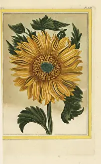 Helianthus: Helianthus annuus, common sunflower