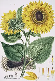 Helianthus: Helianthus annuus, sunflower