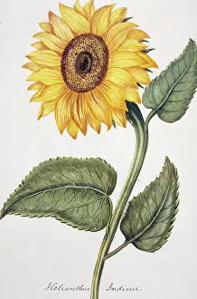 Helianthus: Helianthus indicu, sunflower