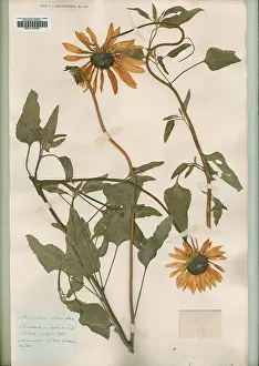 Helianthus: Helianthus ovatus lehm