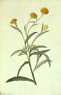 Asterid: Helichrisum brachteatum, strawflower