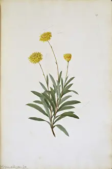 Polydore: Helichrysum bracteatum, strawflower