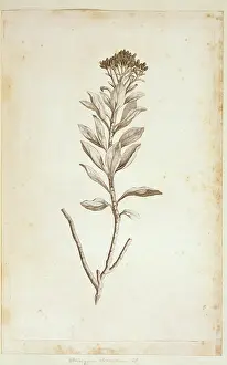 Helichrysum: Helichrysum obconicum