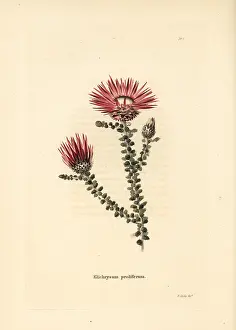 Loddiges: Helichrysum proliferum