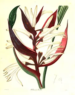 Bicolor: Heliconia angusta