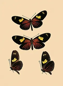 Incorporates: Heliconius Erato