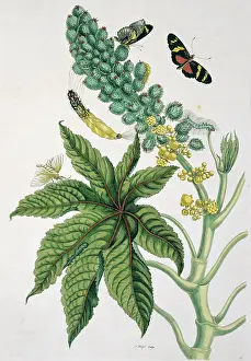 Metamorphosis: Heliconius ricini