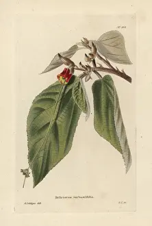 Ovata: Helicteres ovata