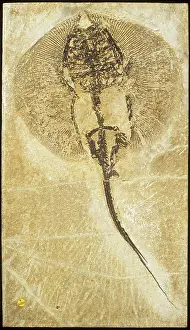 Batoidea: Heliobatis radians, fossil stingray